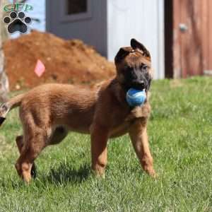 Easton, Belgian Malinois Puppy